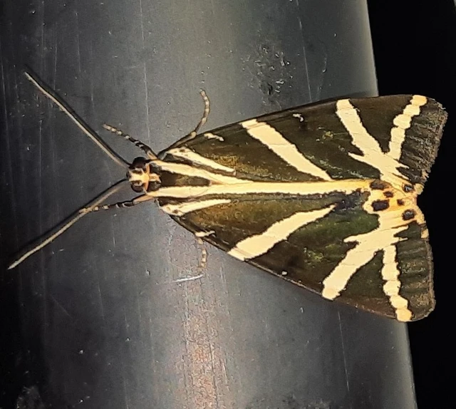 Euplagia quadripunctaria - csíkos medvelepke