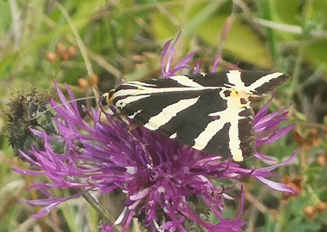 Euplagia quadripunctaria - csíkos medvelepke