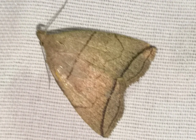 Herminia grisealis - ligeti karcsúbagoly