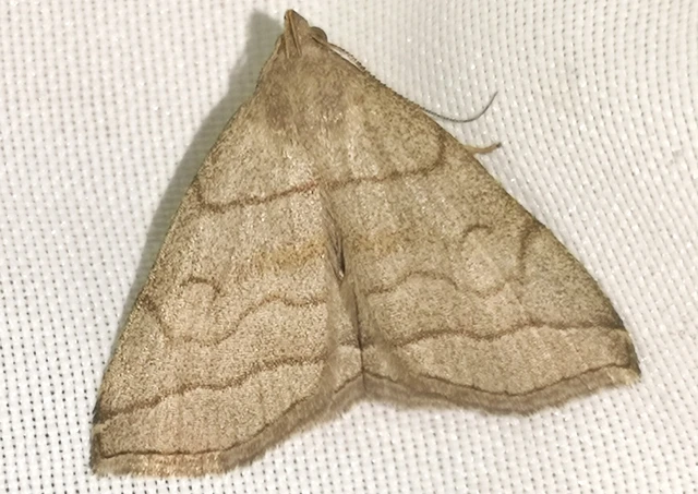 Herminia tarsicrinalis - szőröslábú karcsúbagoly