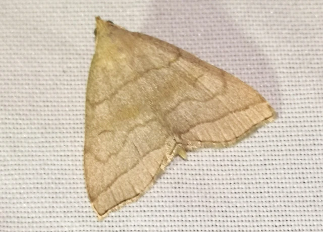 Herminia tarsicrinalis - szőröslábú karcsúbagoly