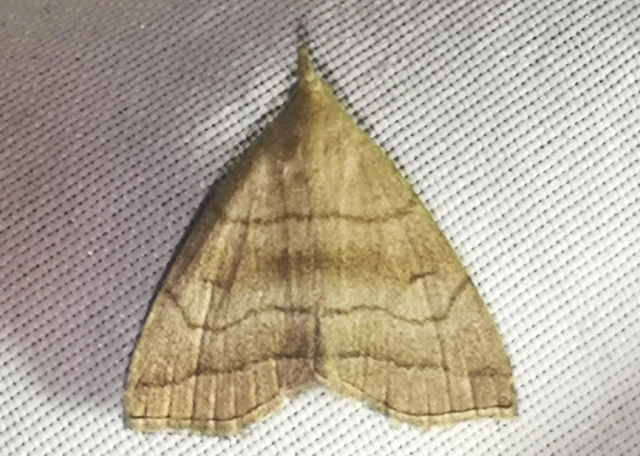 Herminia tarsicrinalis - szőröslábú karcsúbagoly
