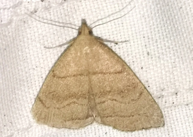 Herminia tarsicrinalis - szőröslábú karcsúbagoly