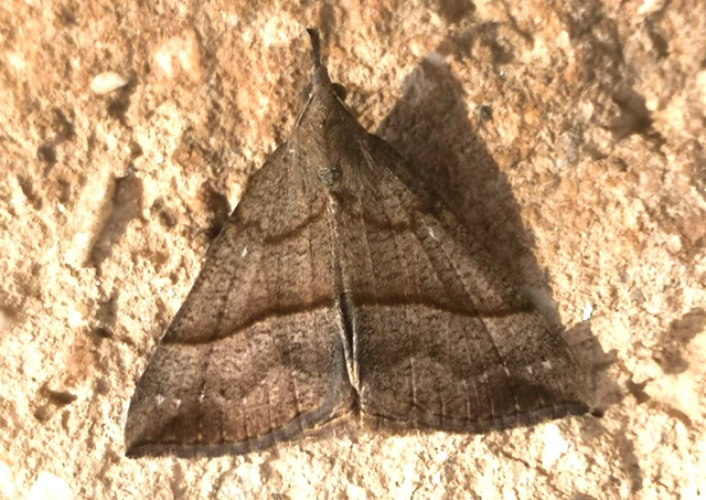 Hypena proboscidalis - ormányos karcsúbagoly