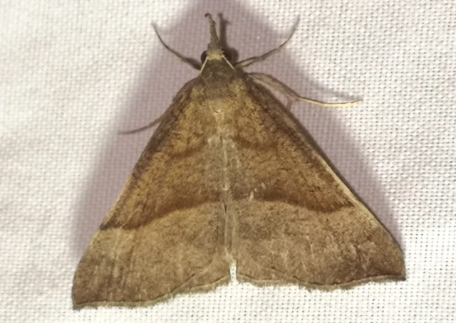 Hypena proboscidalis - ormányos karcsúbagoly