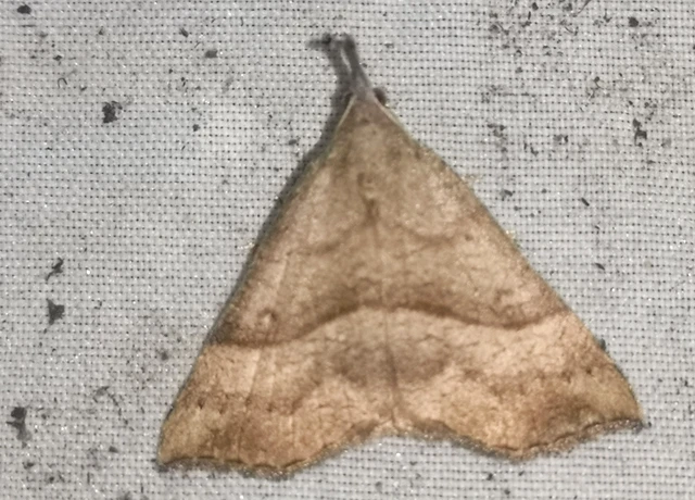 Hypena proboscidalis - ormányos karcsúbagoly