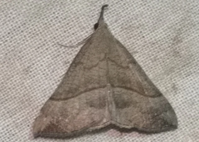 Hypena proboscidalis - ormányos karcsúbagoly