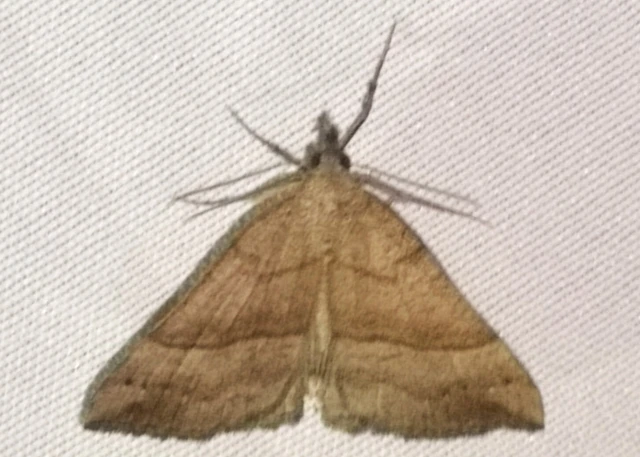 Hypena proboscidalis - ormányos karcsúbagoly