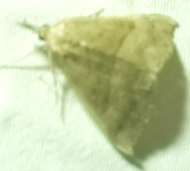 Hypena proboscidalis - ormányos karcsúbagoly