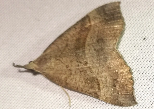 Hypena proboscidalis - ormányos karcsúbagoly