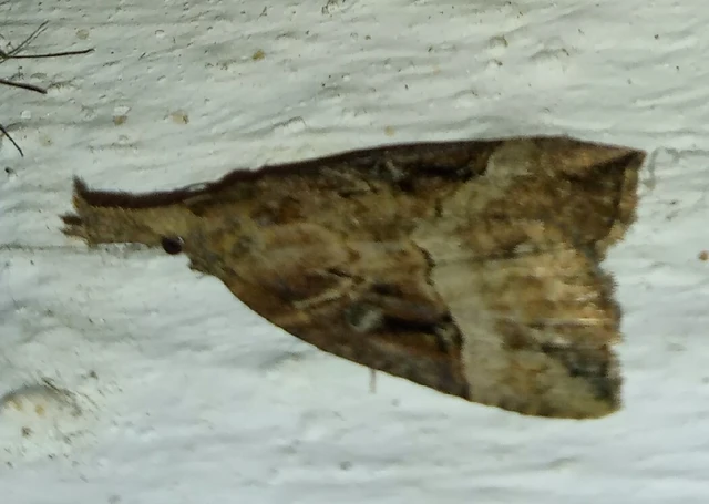 Hypena rostralis - közönséges karcsúbagoly