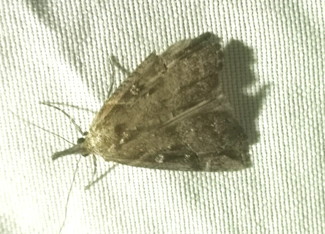 Hypena rostralis - közönséges karcsúbagoly