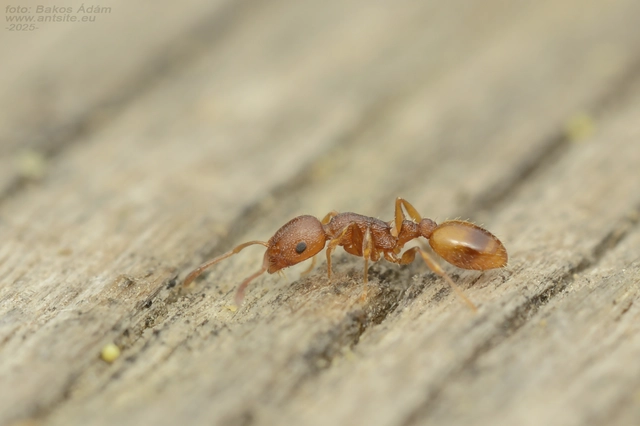 Temnothorax unifasciatus - gyűrűs kéreghangya