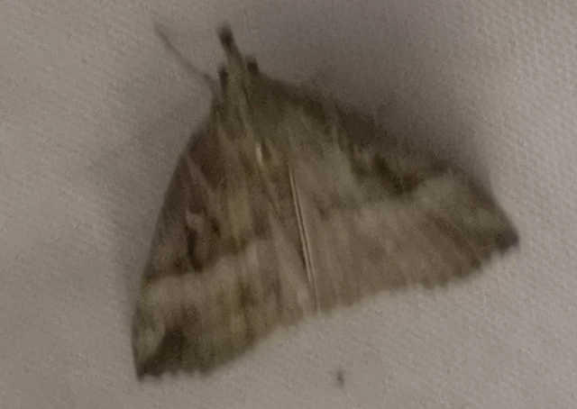 Hypena rostralis - közönséges karcsúbagoly
