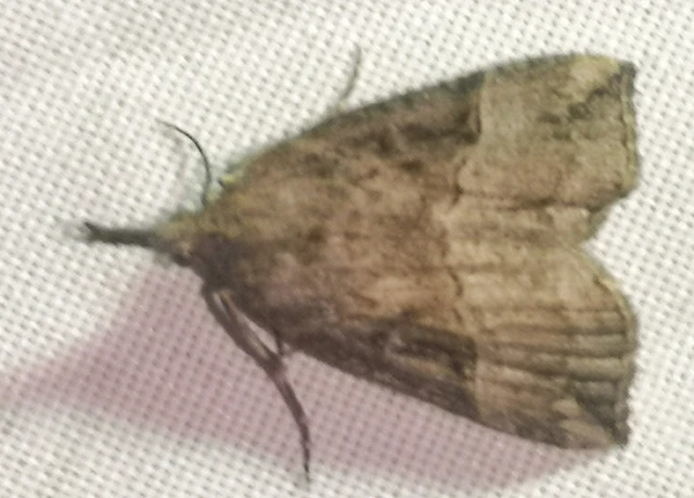 Hypena rostralis - közönséges karcsúbagoly