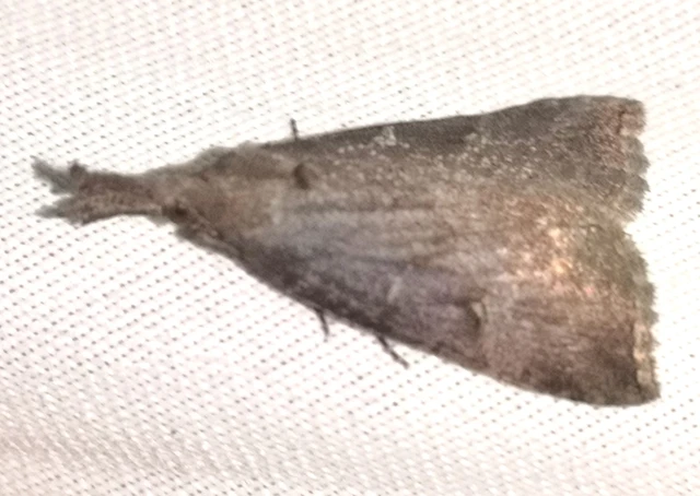 Hypena rostralis - közönséges karcsúbagoly