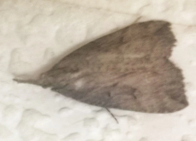 Hypena rostralis - közönséges karcsúbagoly