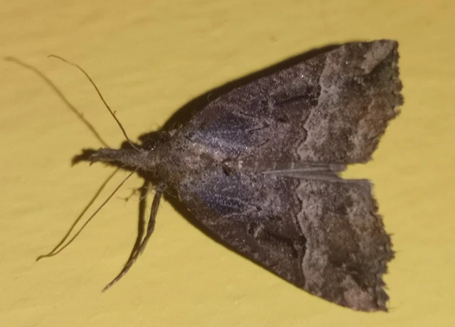 Hypena rostralis - közönséges karcsúbagoly