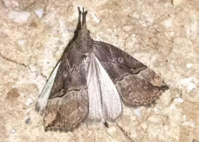 Hypena rostralis - közönséges karcsúbagoly