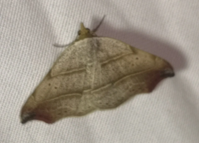 Laspeyria flexula - zuzmóbagoly