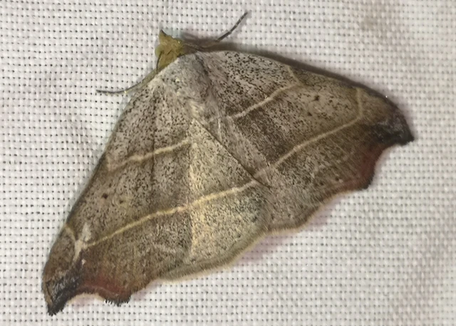 Laspeyria flexula - zuzmóbagoly