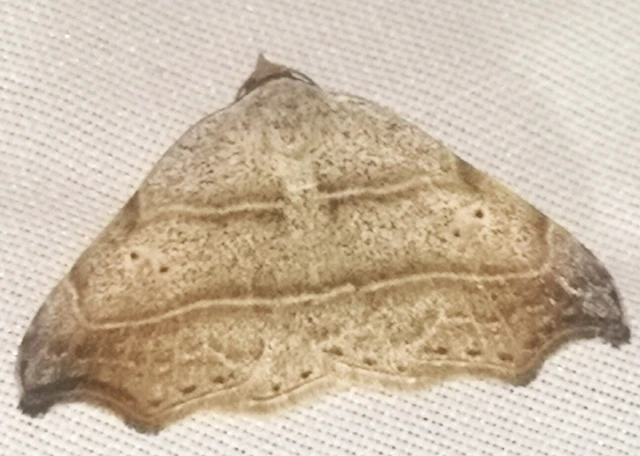 Laspeyria flexula - zuzmóbagoly