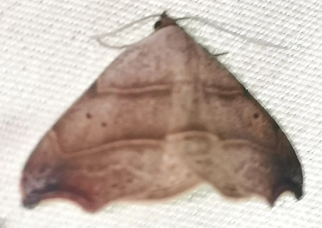 Laspeyria flexula - zuzmóbagoly