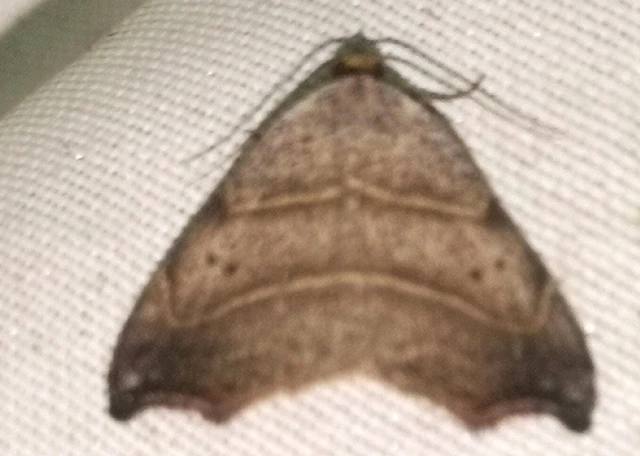 Laspeyria flexula - zuzmóbagoly