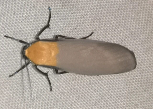 Lithosia quadra - négypettyes zuzmószövő