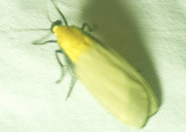 Lithosia quadra - négypettyes zuzmószövő