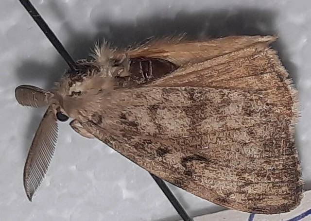 Lymantria dispar - gyapjaslepke