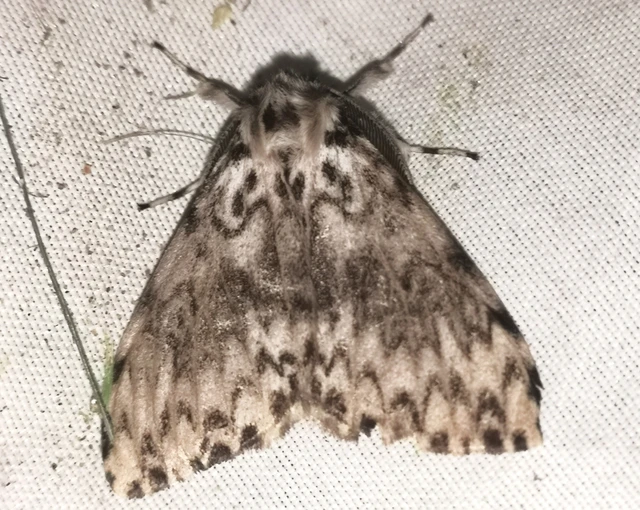 Lymantria monacha - apácalepke