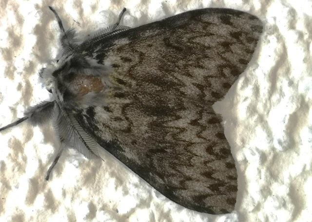 Lymantria monacha - apácalepke