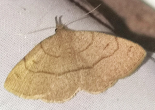 Paracolax tristalis - sárgás karcsúbagoly