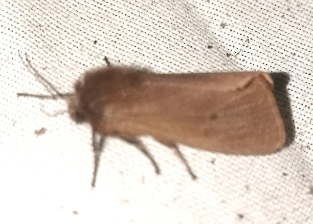 Phragmatobia fuliginosa - füstös medvelepke