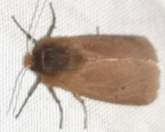 Phragmatobia fuliginosa - füstös medvelepke