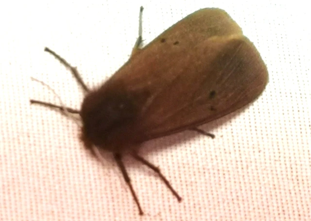Phragmatobia fuliginosa - füstös medvelepke
