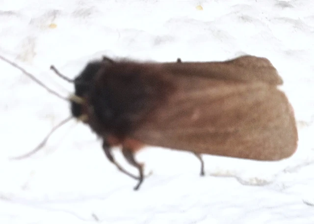 Phragmatobia fuliginosa - füstös medvelepke