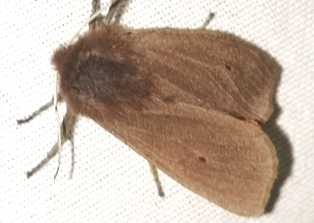 Phragmatobia fuliginosa - füstös medvelepke