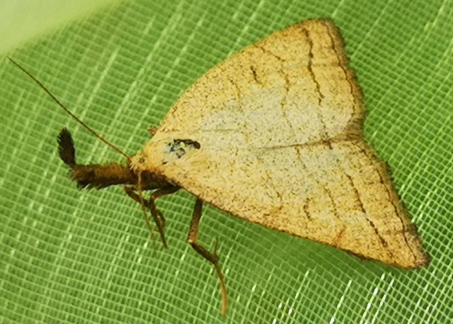 Polypogon tentacularia - sötétaljú karcsúbagoly