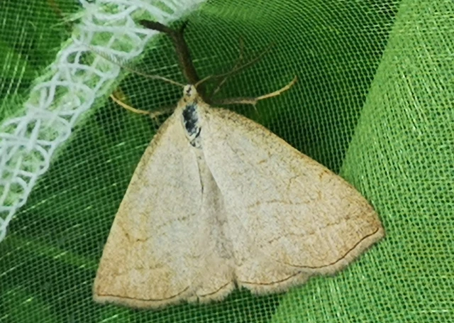 Polypogon tentacularia - sötétaljú karcsúbagoly