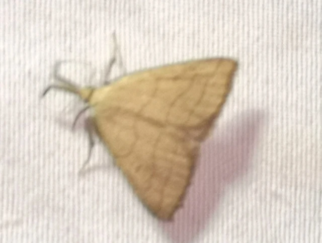Polypogon tentacularia - sötétaljú karcsúbagoly