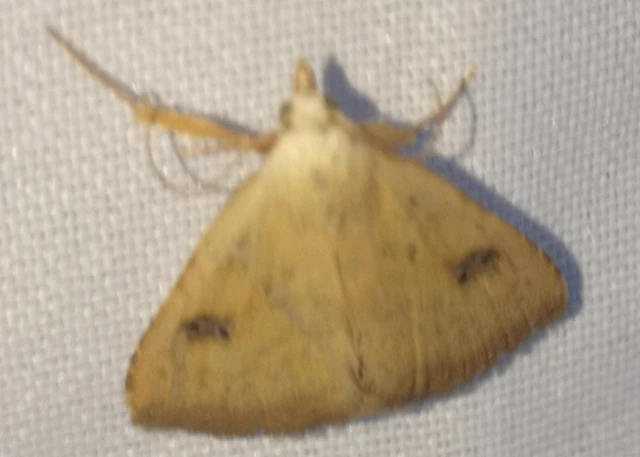 Rivula sericealis - selymes lórombagoly