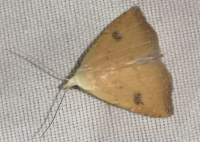 Rivula sericealis - selymes lórombagoly
