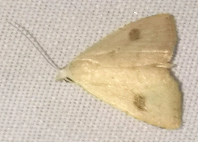 Rivula sericealis - selymes lórombagoly