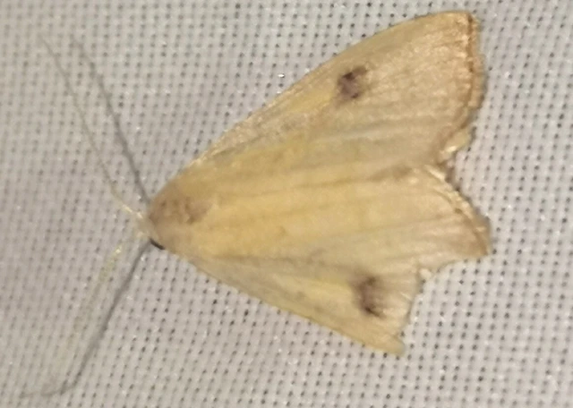 Rivula sericealis - selymes lórombagoly