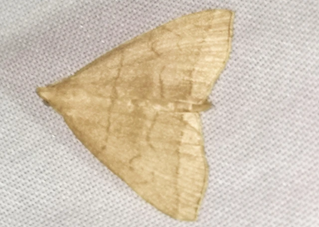 Herminia tarsicrinalis - szőröslábú karcsúbagoly