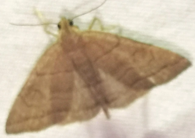 Herminia tarsicrinalis - szőröslábú karcsúbagoly