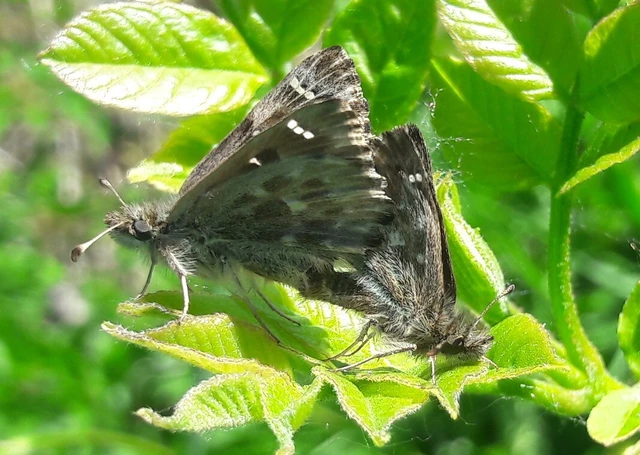 Carcharodus alceae - mályva-busalepke
