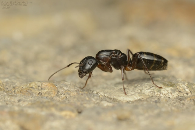 Camponotus fallax - ligeti lóhangya